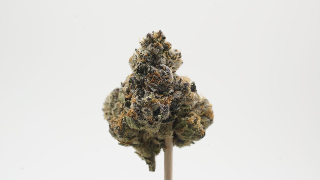 AAA Indoor Flower